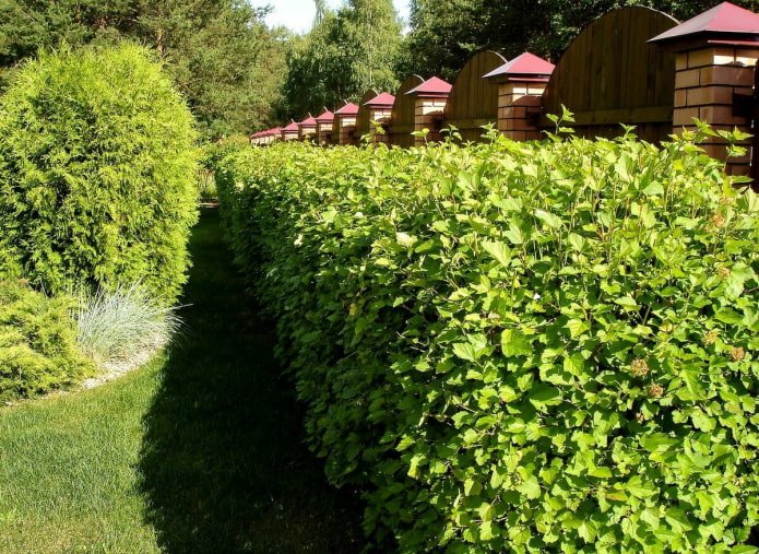Siepe di fisocarpo verde