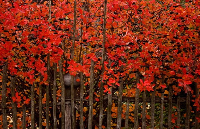 Siepe di aronia in autunno