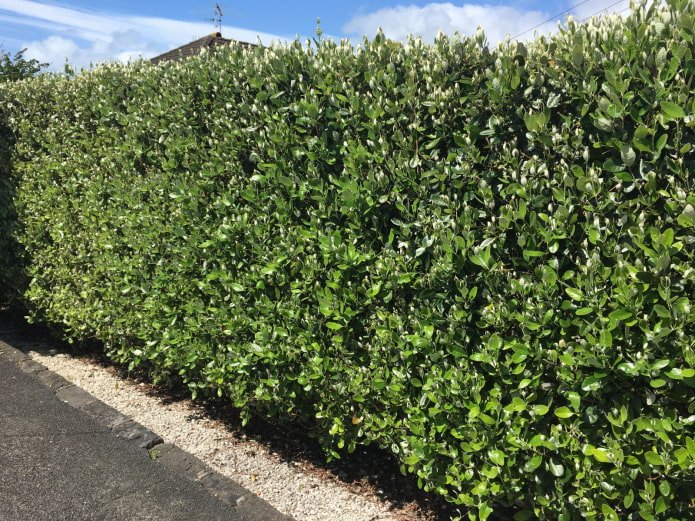 Siepe di aronia lungo la recinzione
