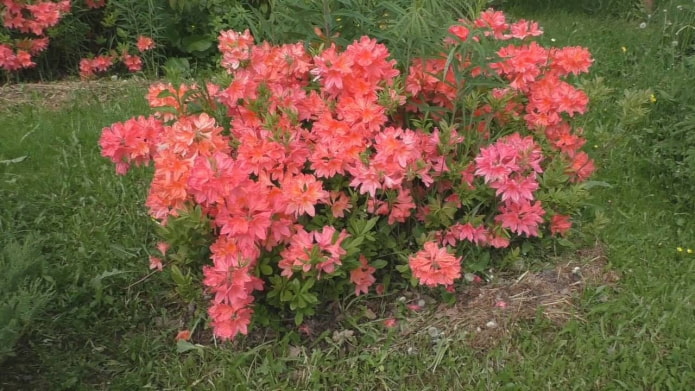 Rododendro giapponese