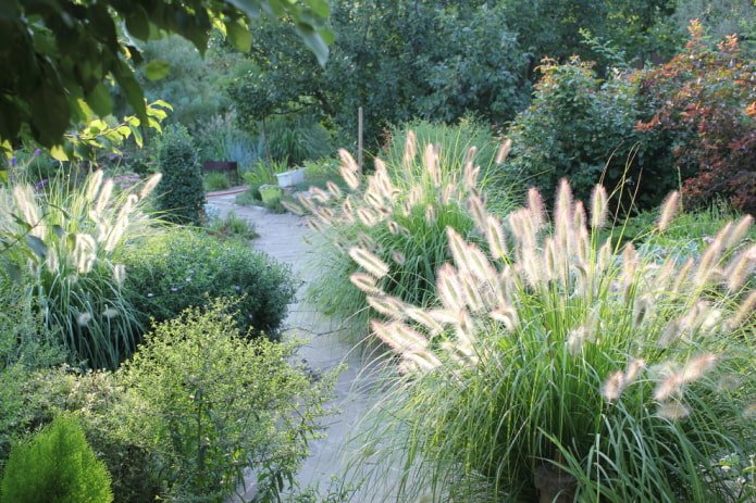 Pennisetum