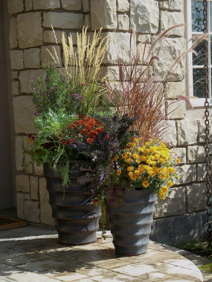 Cereali in vasi da fiori