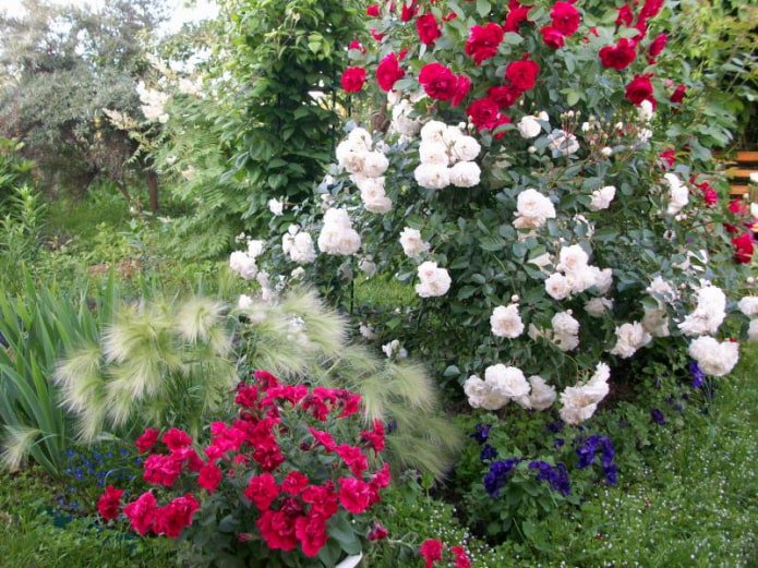 Cereali e rose